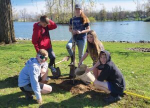 New trees at the park