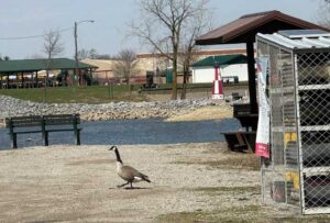 Geese return for spring in Richwood
