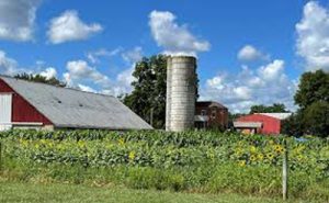 Family-run farm will host annual Christmas market